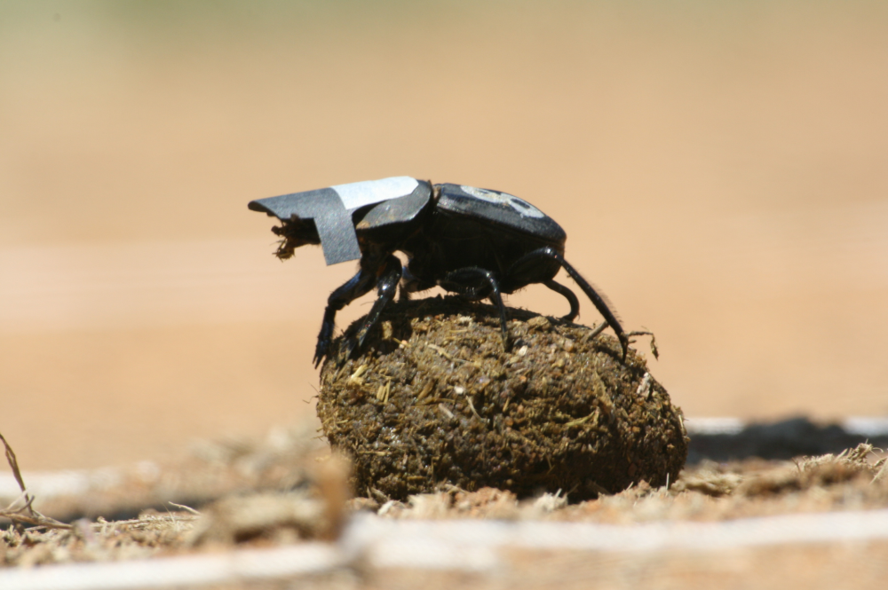 dung beetle rolling ball of poop with a little cardboard cap on